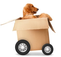 TRC Global Mobility Offers 15 Steps for a Stress-less Relocation for Your Pet